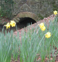 Jersey Wild Daffodils.