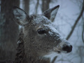 Deer in the Snow