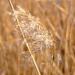 Reed in the wind