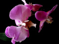 orchidea