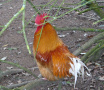 A Wild Jersey Chicken