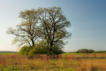 nasz baobab