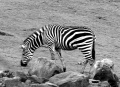 Czuję się, jak zebra, która bez przerwy musi wyjaśniać, dlaczego jest w paski.  /Inger Edelfeldt/