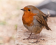 Robin