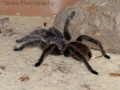 Chilli Rose Tarantula