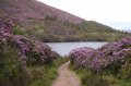 dolina kwitnacych rododendronow/ the valley of blooming rhododendrons