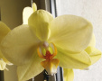 Zalotna Orchidea