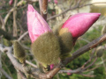 magnolia 3