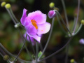 Herbst-Anemone (Anemone hupehensis).