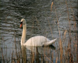Gracious White Swan