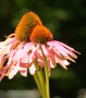 Echinacea purpurea.