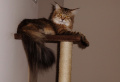 maine coon