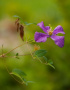 ostatni clematis