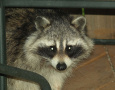 Racoon