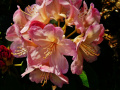 rododendron