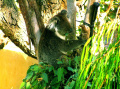 misio koala